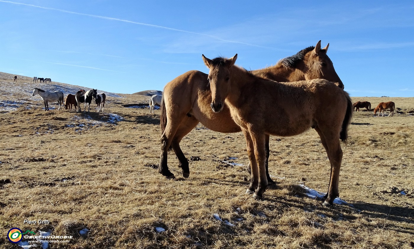 04 Con i cavalli della Baita Cabretondo (1859 m).JPG -                                